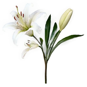 Lily Stem PNG Fuf PNG