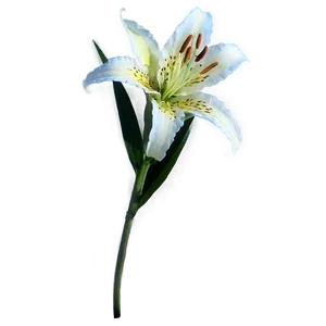 Lily Stem PNG Qcp PNG