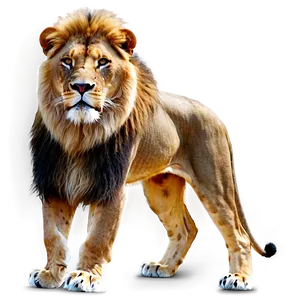 Lion A PNG