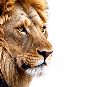 Lion Face Clipart PNG Tuh