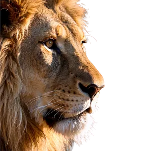 Lion Face Close-up PNG Jvf25 PNG