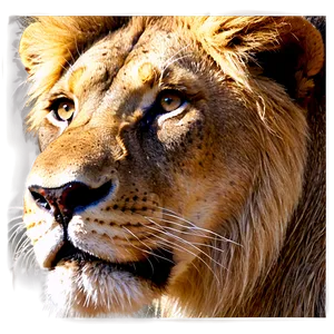 Lion Face In Shadows PNG 34 PNG