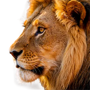 Lion Face In Sunlight PNG Hoa59 PNG