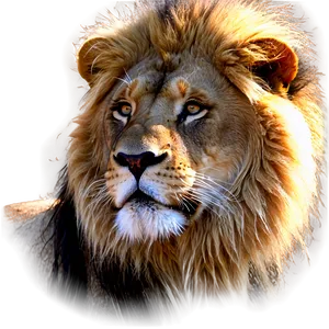 Lion Face In Sunlight Png Jgv69 PNG image