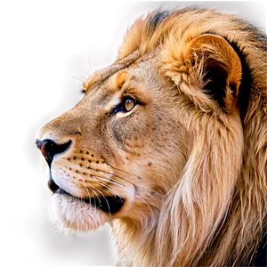 Lion Face In The Wild PNG 21