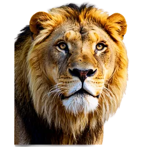Lion Face In The Wild PNG Boe97 PNG