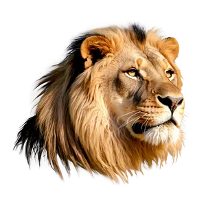 Lion Face Sketch Png 06122024 PNG image