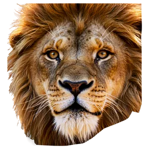 Lion Face With Scar PNG 06122024 PNG