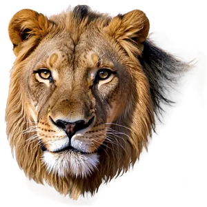 Lion Face With Scar PNG Ntp35 PNG