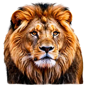 Lion In Natural Habitat PNG Est17 PNG