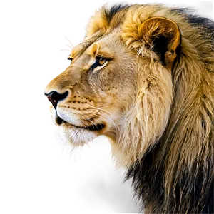 Lion Of Judah In Nature Png 06262024 PNG image