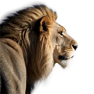 Lion Of Judah In Profile Png Xjf65 PNG image