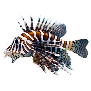 Lionfish Attack PNG Uyy73 PNG
