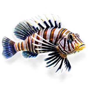 Lionfish B PNG image