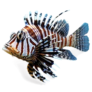 Lionfish C PNG image