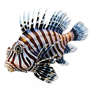 Lionfish Conservation PNG 06292024