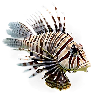 Lionfish Conservation PNG 06292024