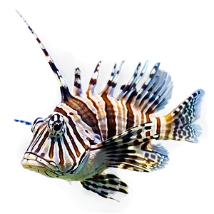 Lionfish Feeding PNG Ahv