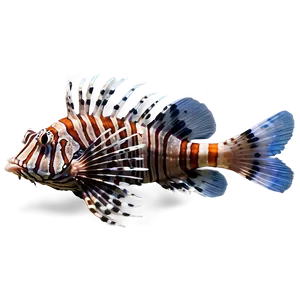 Lionfish Habitat PNG 06292024