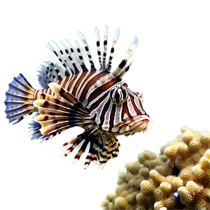 Lionfish In Coral Reef Png 14 PNG image