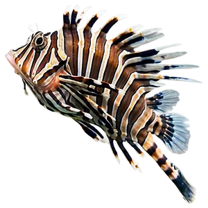 Lionfish In Natural Habitat PNG 06292024 PNG