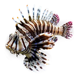 Lionfish Invasion PNG 31