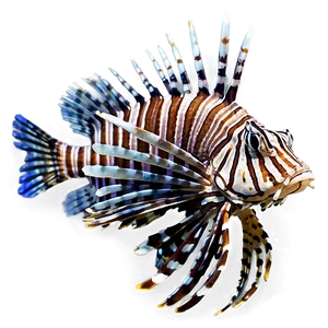 Lionfish Isolated On White PNG 06292024 PNG