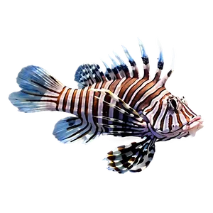 Lionfish Isolated On White PNG 35 PNG