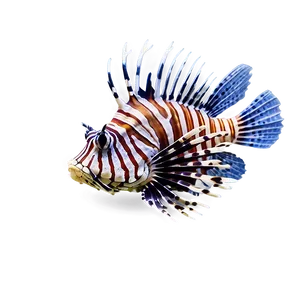 Lionfish Poison PNG Pol75 PNG