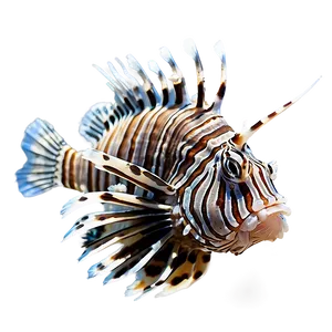Lionfish Profile PNG 06292024