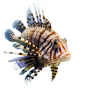 Lionfish Species PNG Rvh84 PNG