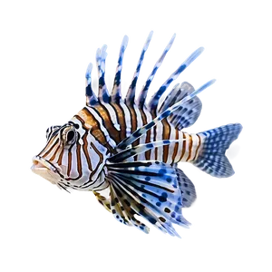 Lionfish Tank PNG 27