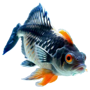 Lionhead Goldfish PNG 05212024 PNG