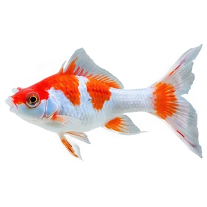 Lionhead Goldfish PNG 79