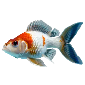 Lionhead Goldfish PNG Foo90 PNG
