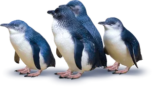 Little Blue Penguins New Zealand PNG image