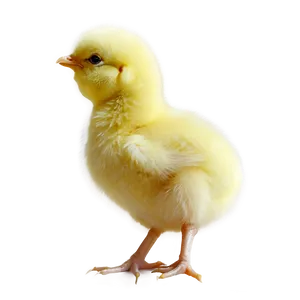 Little Chick PNG 05242024