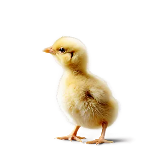 Little Chick PNG 27