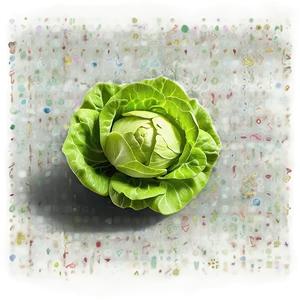 Little Gem Lettuce Png 05242024 PNG image