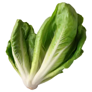 Little Gem Lettuce Png Dmq15 PNG image