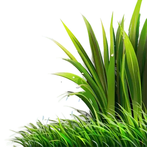Lively Cartoon Grass PNG 06122024