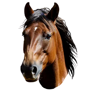 Lively Horse Head Composition PNG Tyy PNG