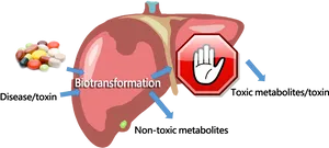 Liver Biotransformation Process PNG image