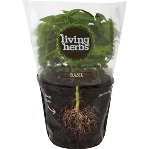 Living Herbs Basil Plant Packaging PNG image