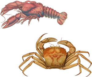 Lobsterand Crab Illustration PNG image