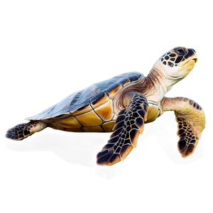 Loggerhead Sea Turtle PNG Plt