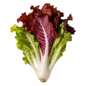 Lollo Rosso Lettuce Png 05242024 PNG image