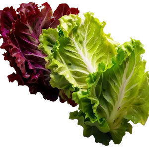 Lollo Rosso Lettuce Png Euq PNG image