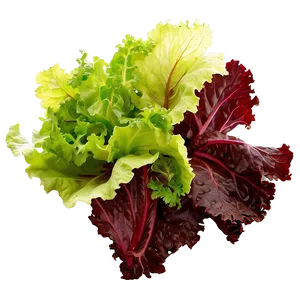 Lollo Rosso Lettuce Png Ksb PNG image