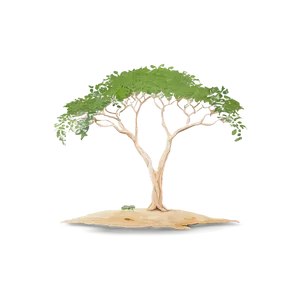 Lone Acacia Tree Savanna Png Xsp68 PNG image